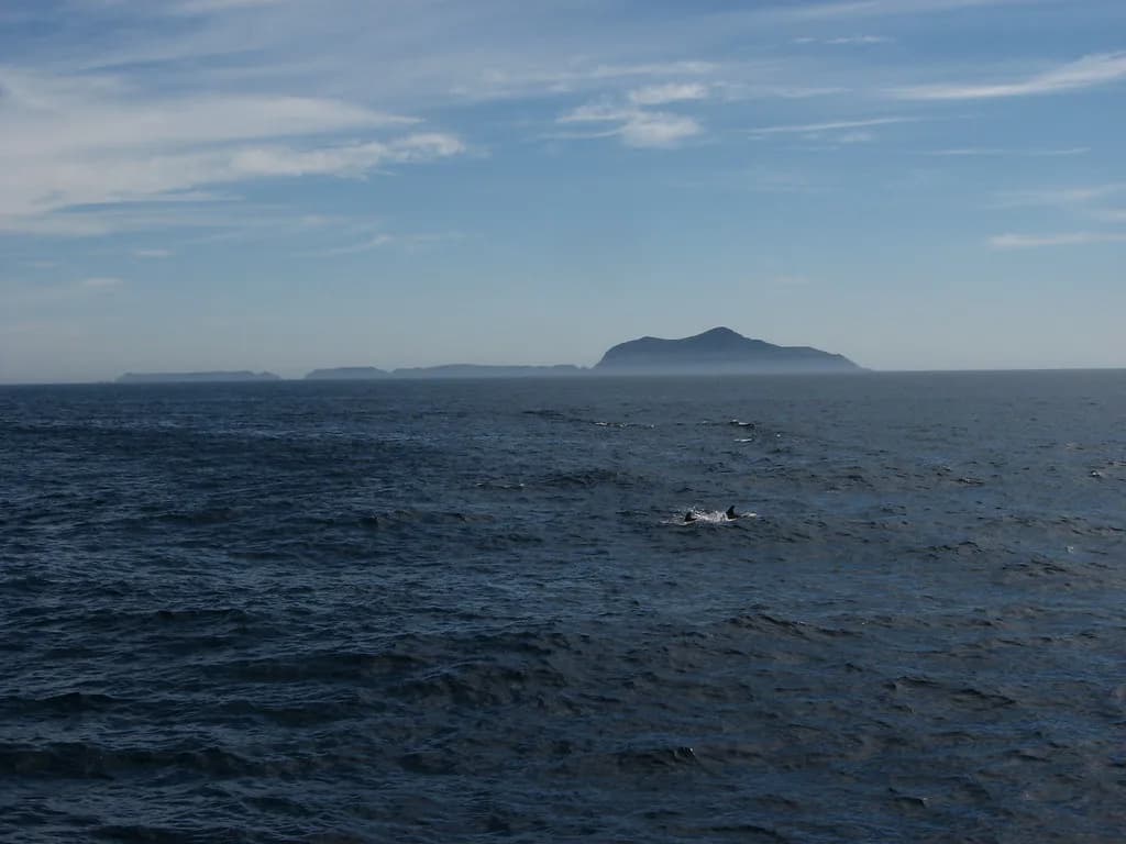 Anacapa Island Snorkeling: Channel Islands Guide