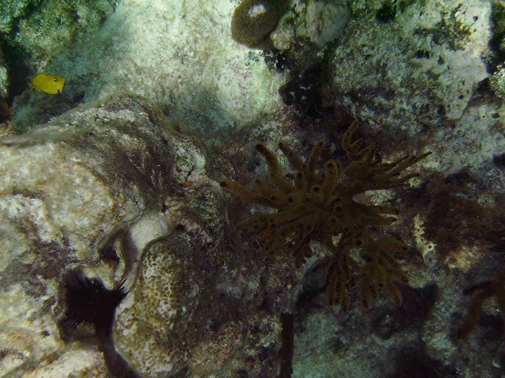 Anegada Snorkeling: Loblolly Bay, Flash of Beauty & Horseshoe Reef