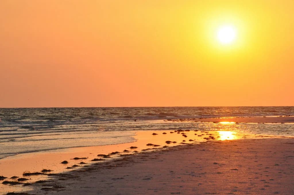 Anna Maria Island Snorkeling: Where to Get In and What You'll See