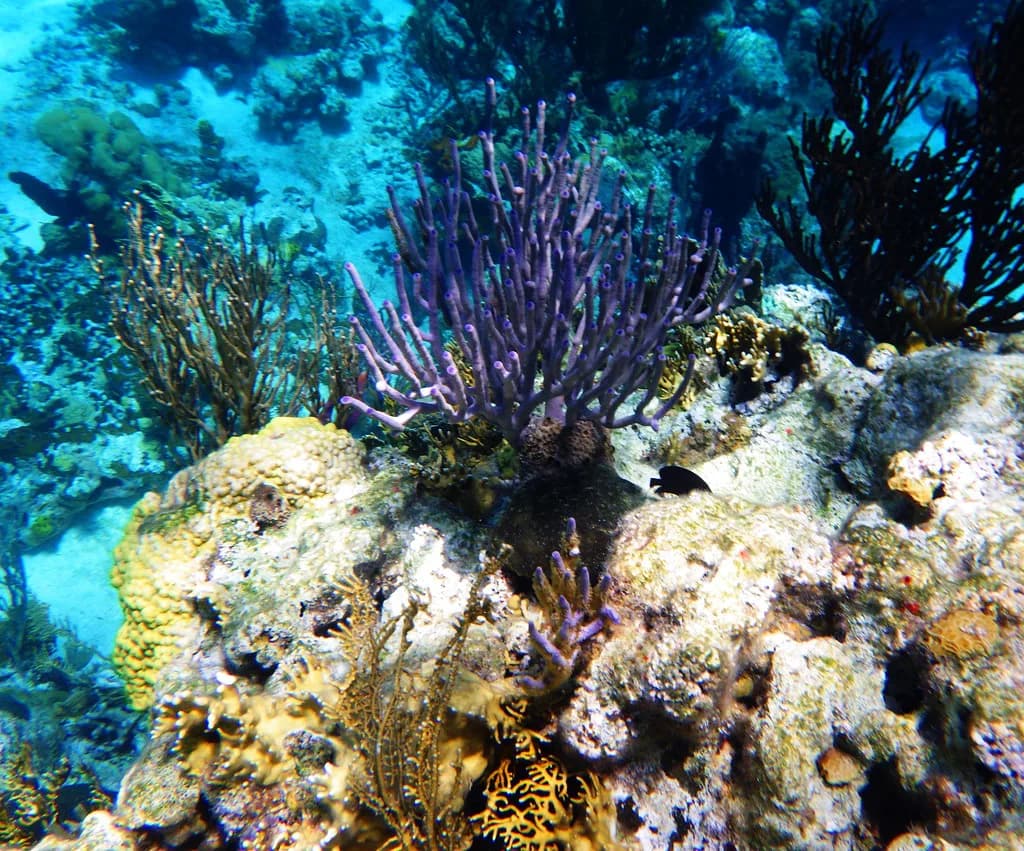 Snorkeling in Bahamas: Choosing the Best Islands