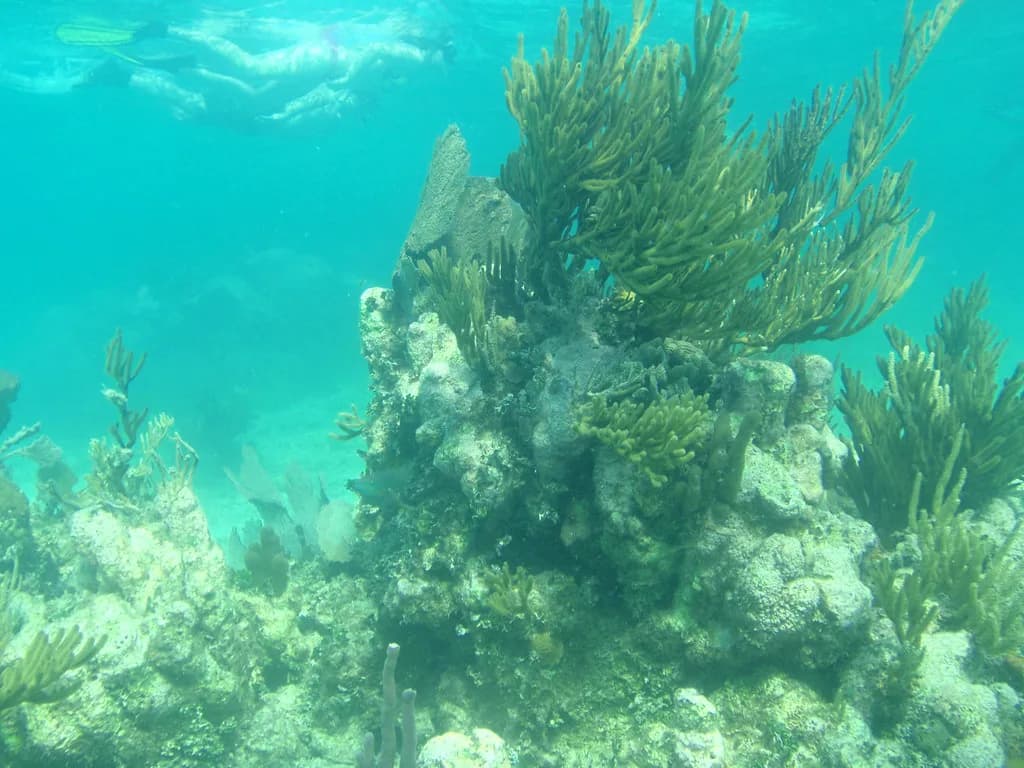 Belize Snorkeling Tours: How to Pick the Right Trip