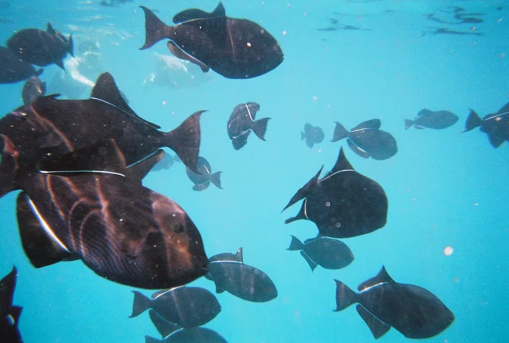 Best Snorkeling in the US: Learn to Snorkel Guide