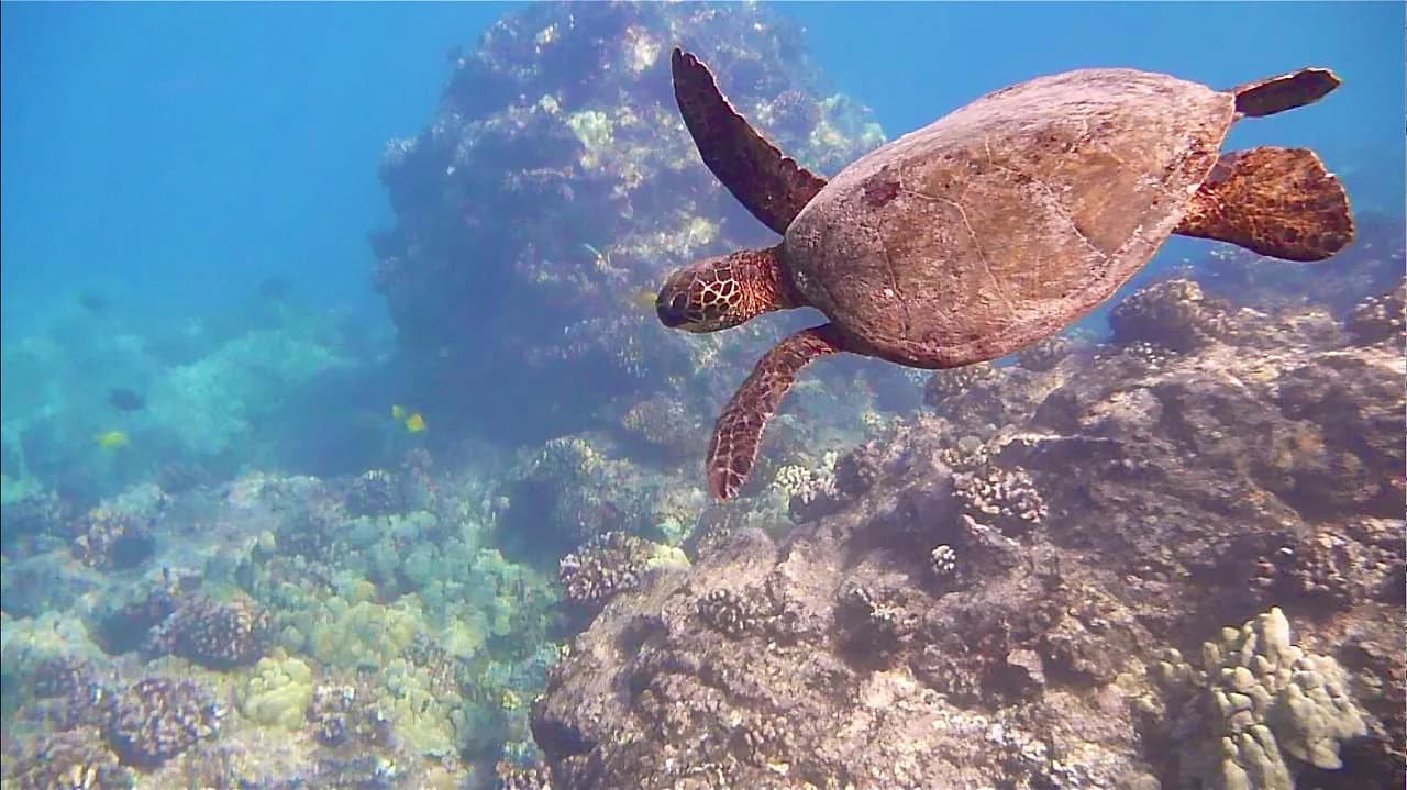 Best Time of Day to Snorkel: Learn to Snorkel Guide