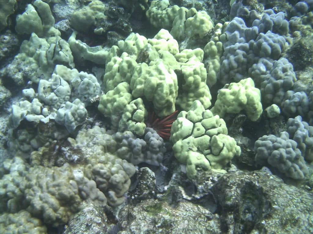 Big Island Snorkel Report: Pick the Right Day to Go