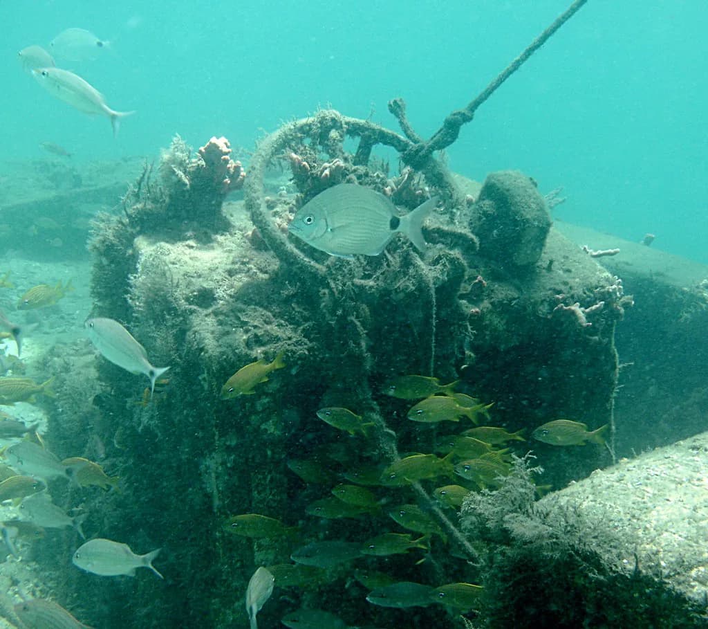 Blue Heron Bridge Snorkeling: Phil Foster Park Guide