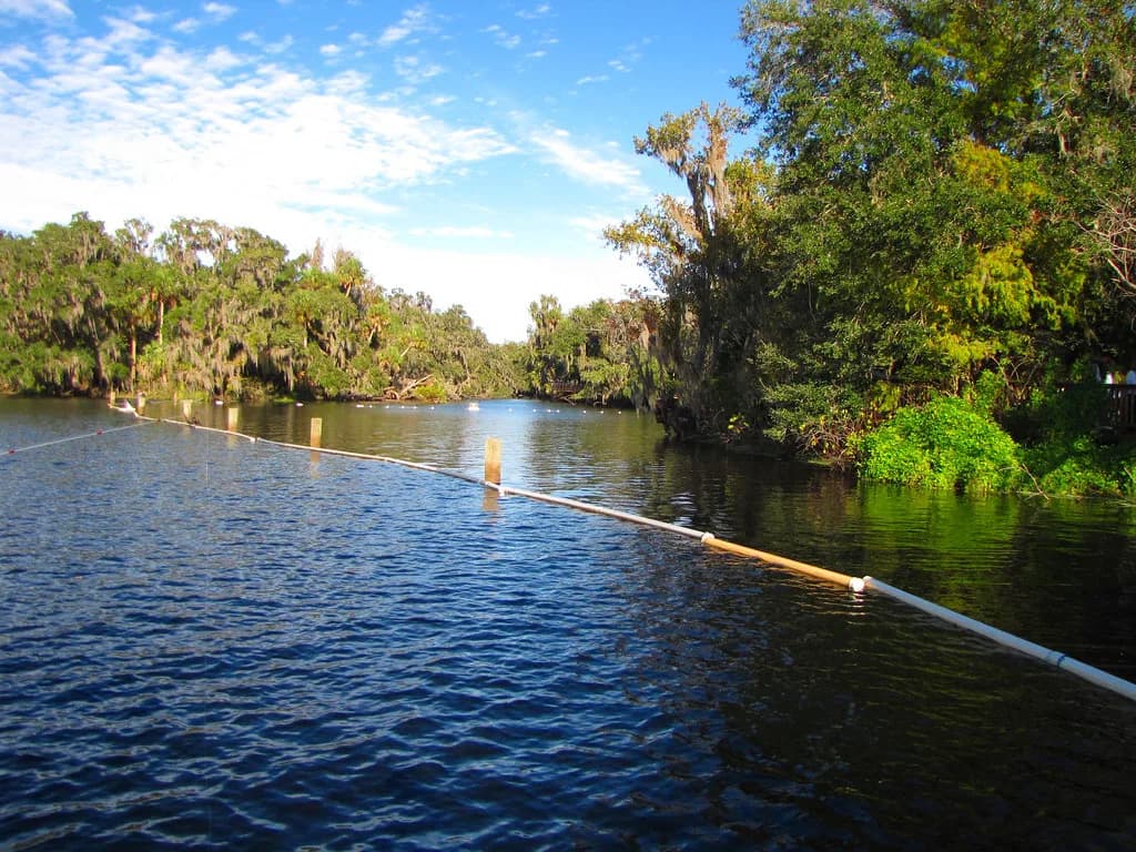 Blue Spring State Park Snorkeling: When You Can Get In
