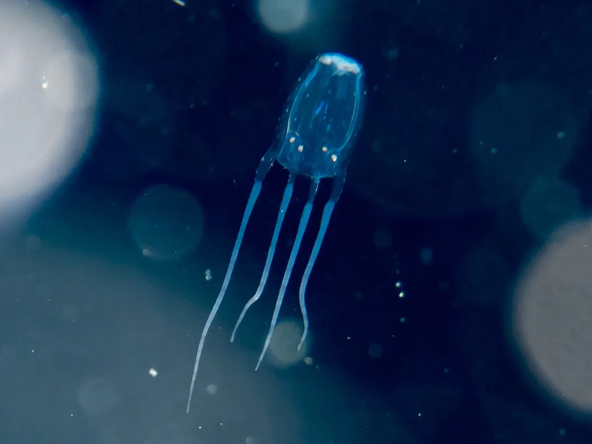 Box Jellyfish in Hawaii: Season, Signs and Snorkel Timing