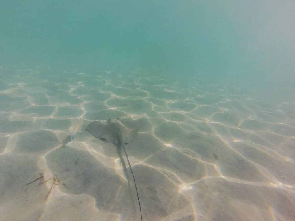 Brewers Bay Snorkeling, St. Thomas: Turtles, Entry and Tips