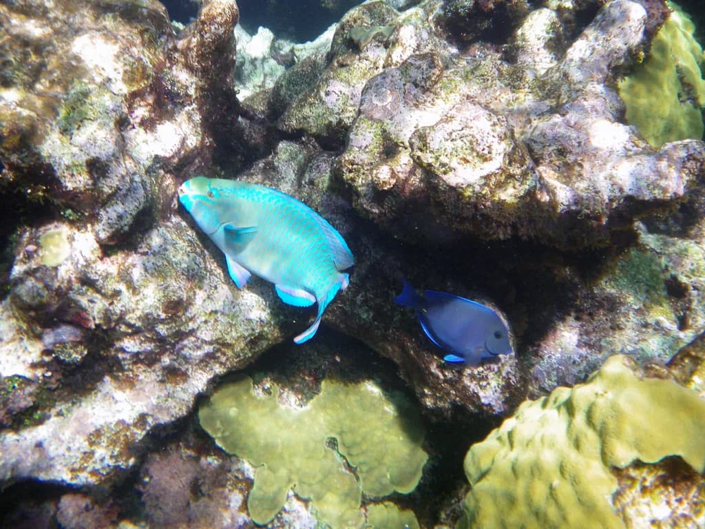 Buck Island Snorkeling, St. Croix: Underwater Trail & Tours