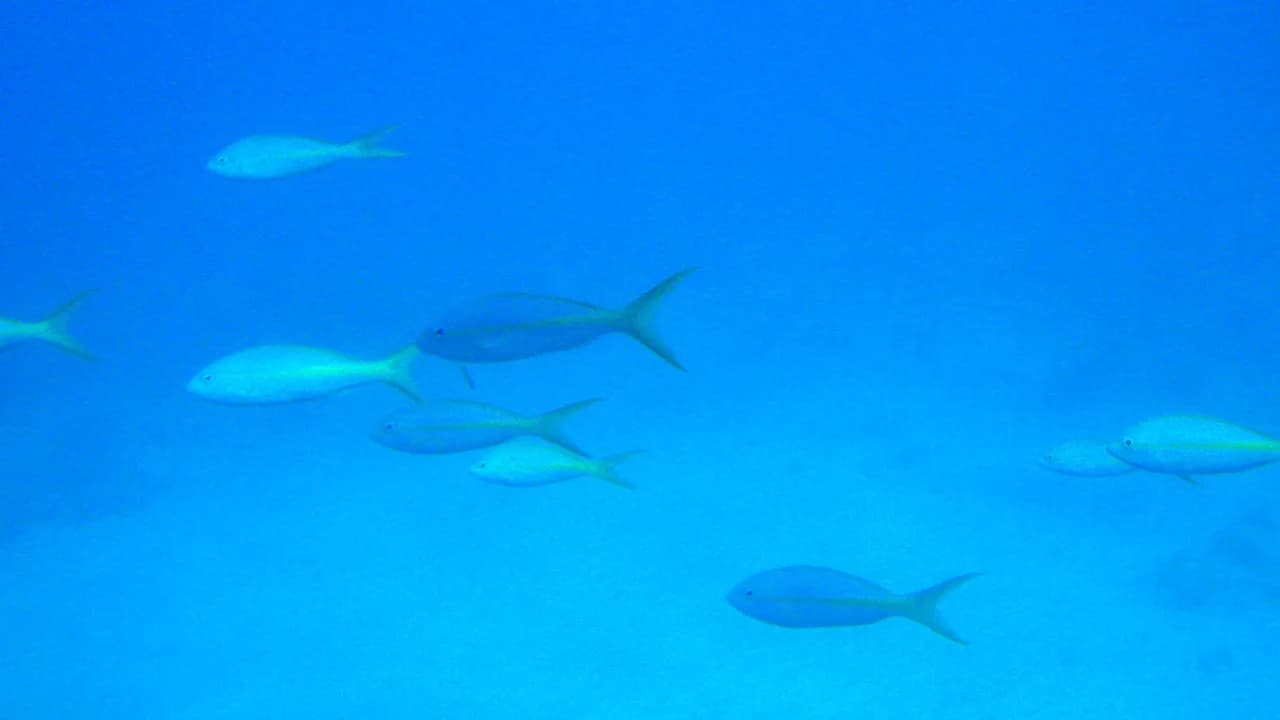 Snorkeling Buck Island, St. Thomas: Turtle Cove Guide