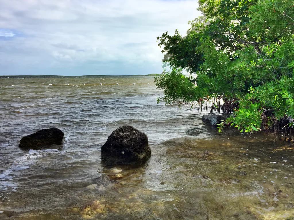 Cannon Beach Key Largo Snorkeling: Shore Entry at Pennekamp