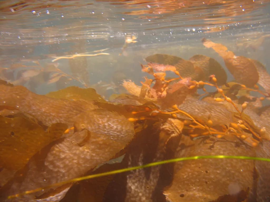 Catalina Island Snorkeling Tours: Which Guided Trip to Pick