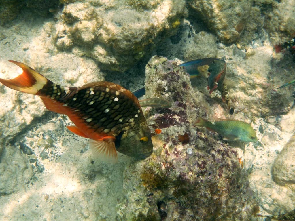 Coki Beach Snorkeling: Reef, Entry and Best Time to Go