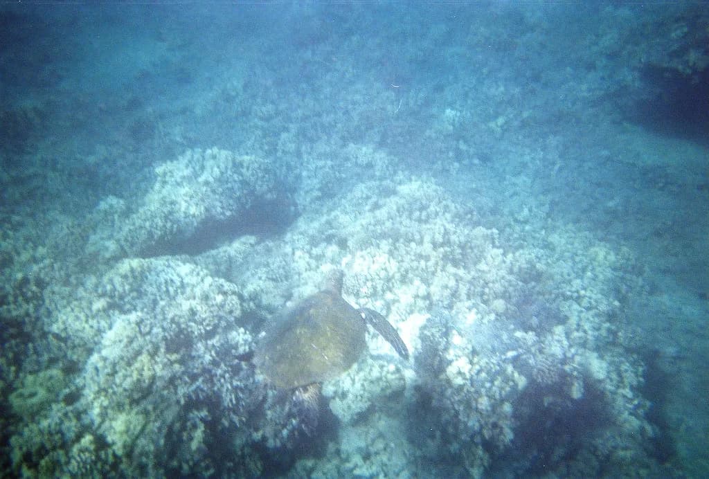 Coral Gardens Maui Snorkeling: Tours & What to Expect