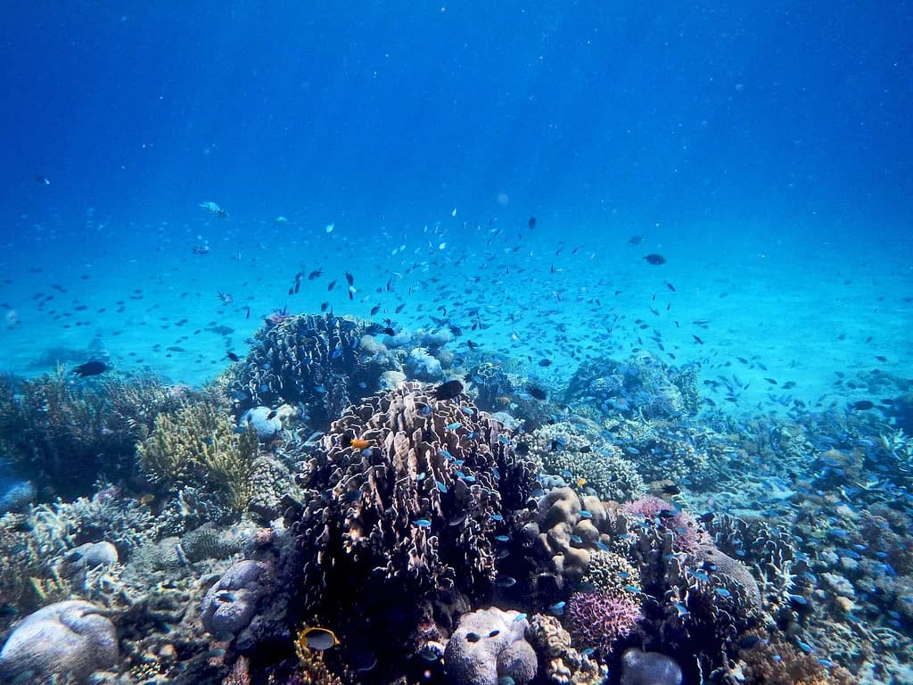 Coral Reef Snorkeling: Learn to Snorkel Without Reef Damage