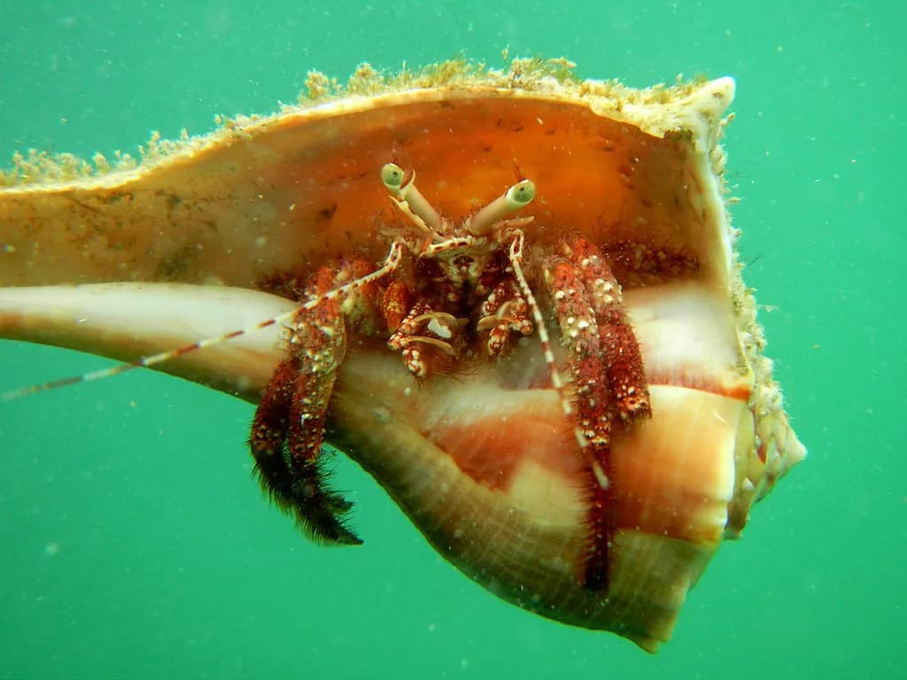 Egmont Key Snorkeling Guide: Access, Reefs & St. Petersburg