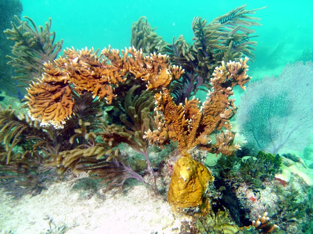 Fire Coral: How to Recognize It and Avoid the Sting