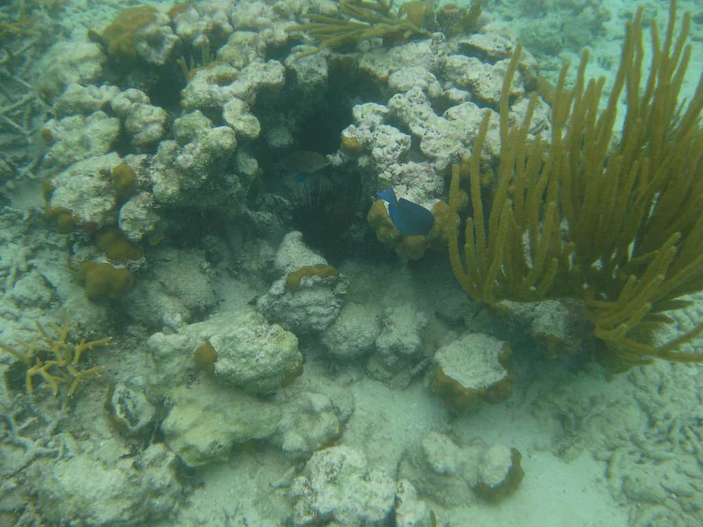 Flamenco Beach Snorkeling Guide: Puerto Rico Reefs