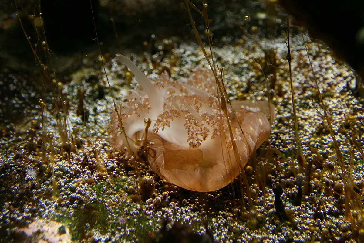 Jellyfish in Florida: Species, Seasons and Snorkeling Smarts