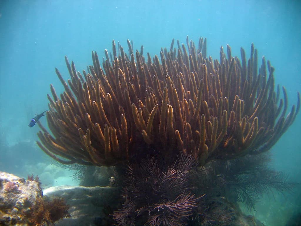 Florida Reef Fish Identification: Which Species to Know