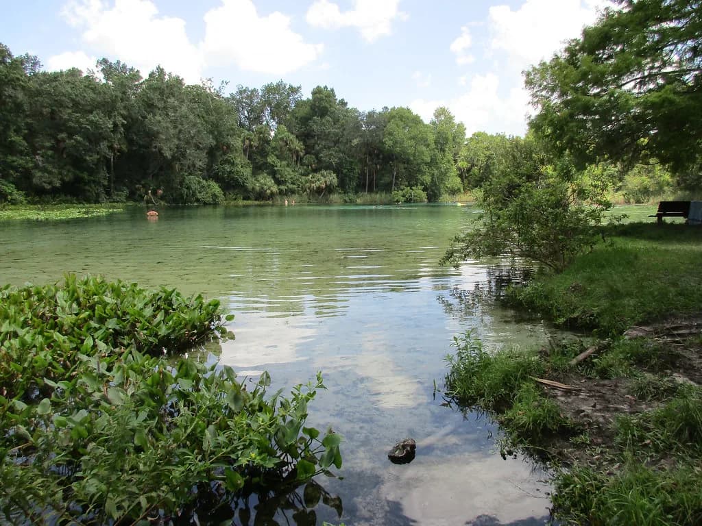 Best Springs to Snorkel in Florida: 8 Clear-Water Picks