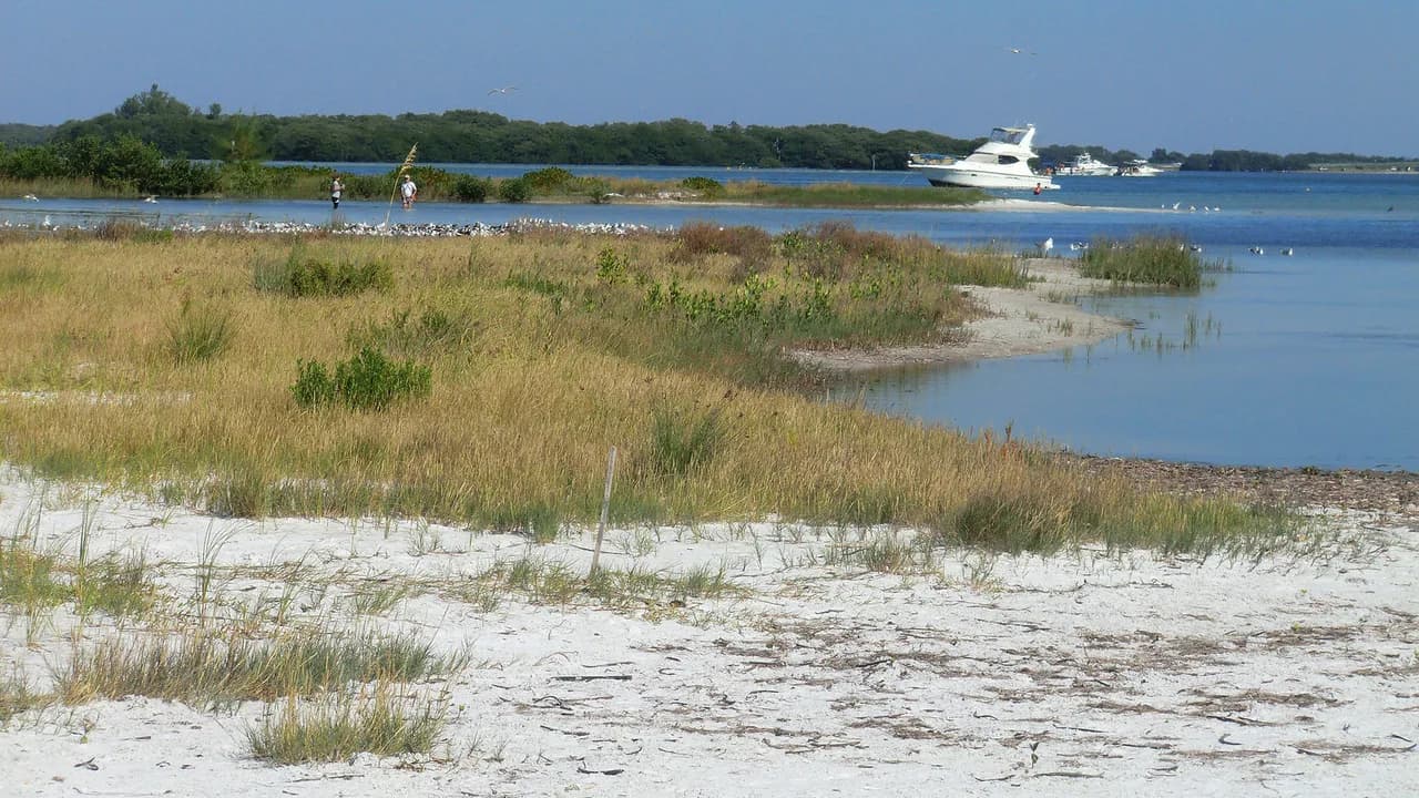 Fort De Soto Snorkeling: Where to Get In and What You'll See