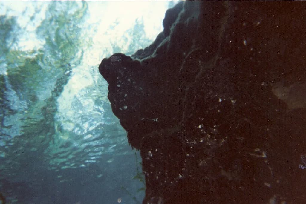 Ginnie Springs Snorkeling: Entry Points, Depths and Costs