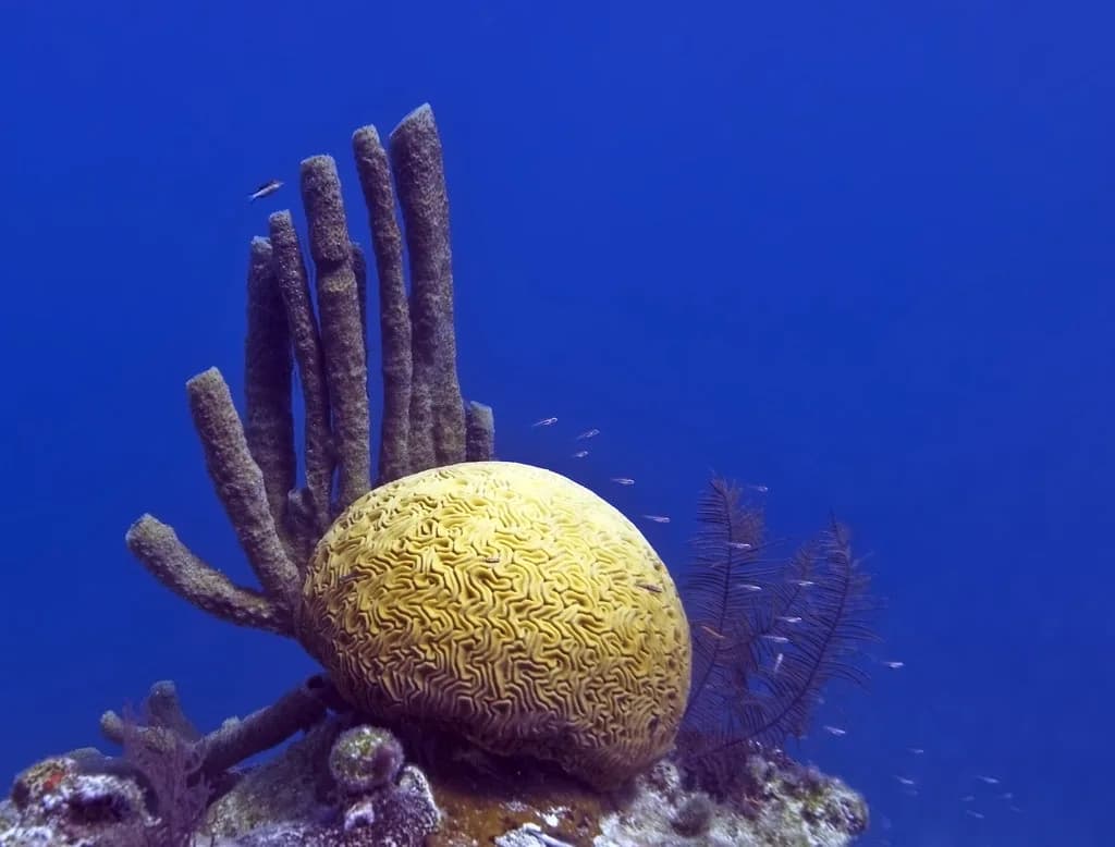 Great Blue Hole Snorkeling: What the Trip Is Really Like