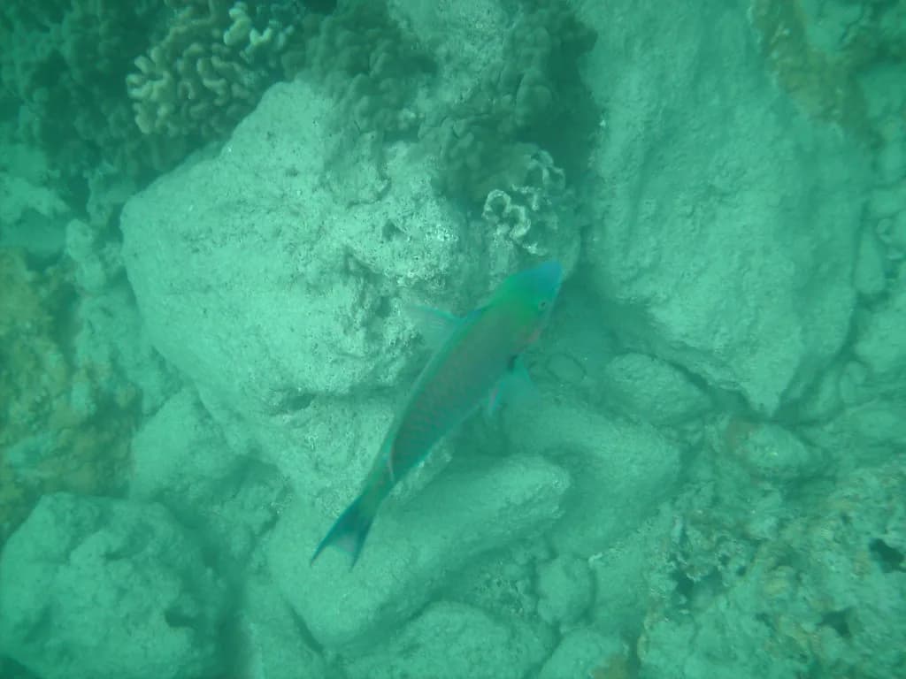 Parrotfish in Hawaii (Uhu): How to Spot Them on the Reef