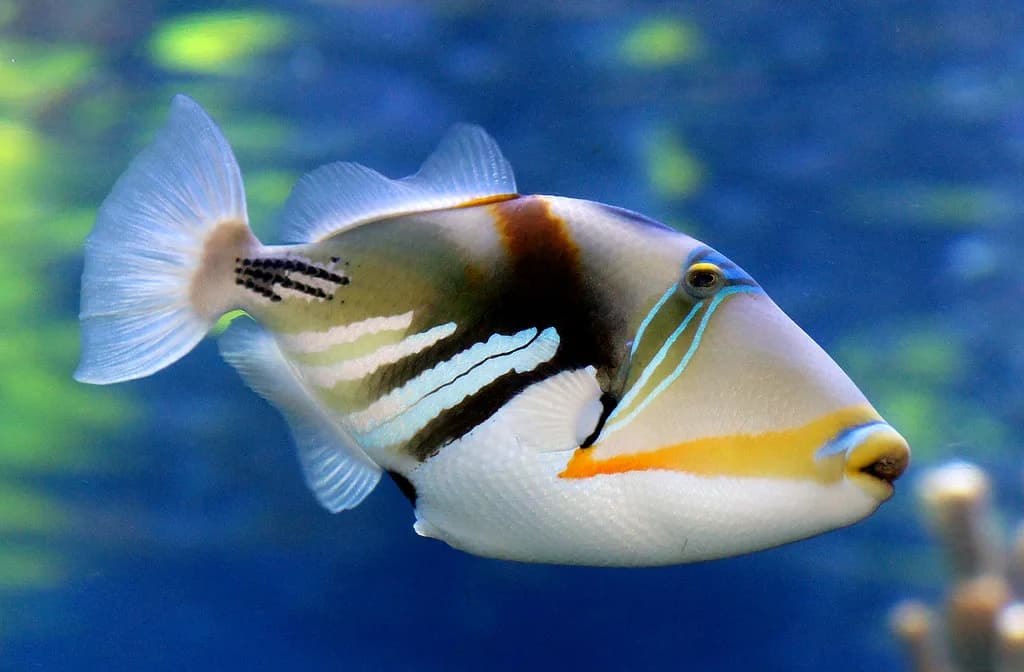 Hawaii Reef Fish: How to Identify What You'll See Snorkeling