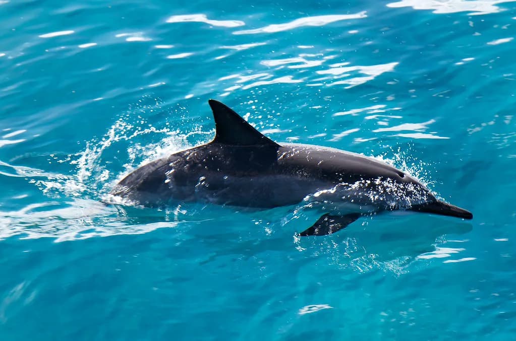 Spinner Dolphins in Hawaii: Snorkeling Rules and What to Expect