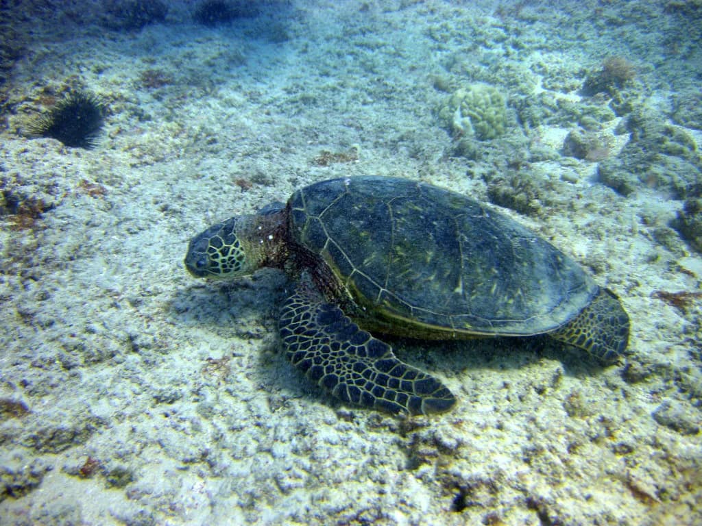 Hawaiian Green Sea Turtle (Honu): Snorkeler's Guide