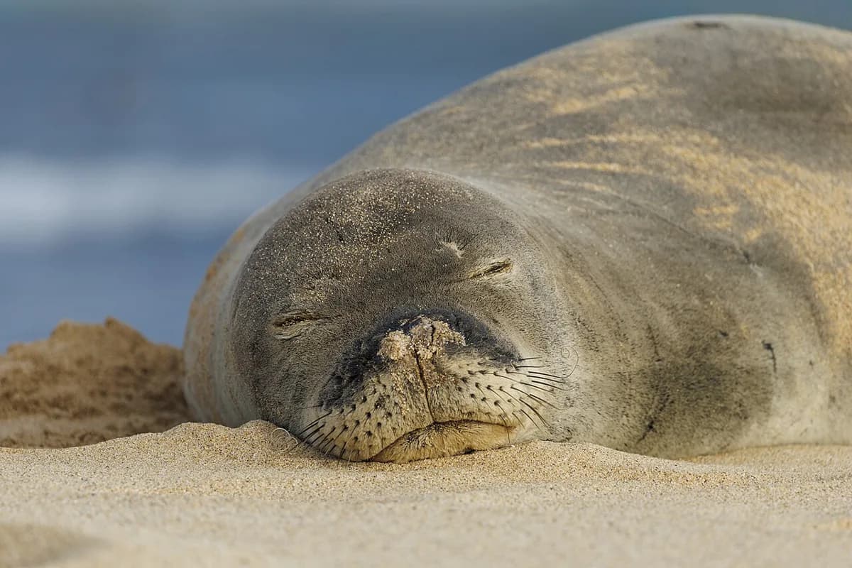 Hawaiian Monk Seals: Where to See One and How to Keep Your Distance