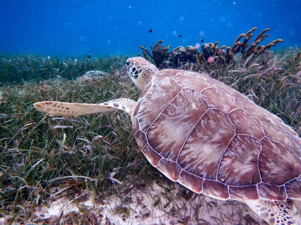 Hol Chan Marine Reserve Snorkeling: What to Expect in Belize