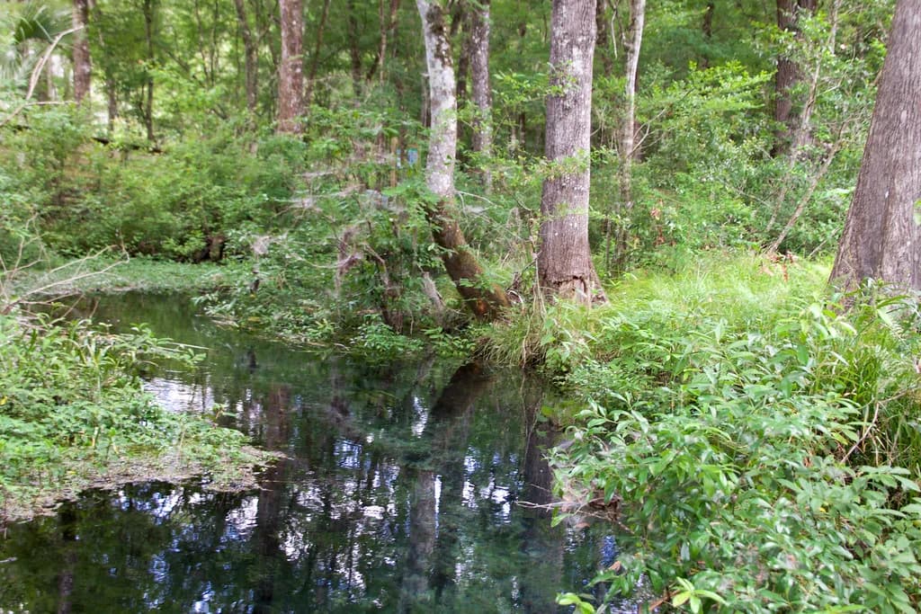 Ichetucknee Springs Snorkeling: Blue Hole and the River