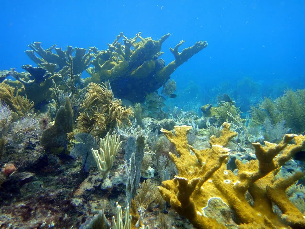 John Pennekamp Snorkeling: What to Choose in Key Largo