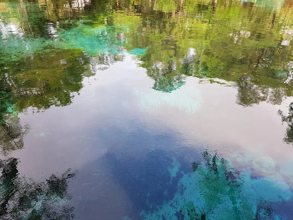Juniper Springs Snorkeling: Florida Springs Guide