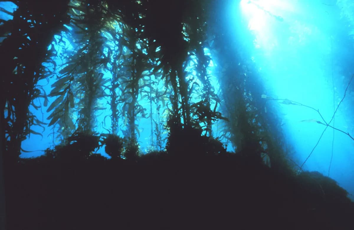 Kelp Forest Snorkeling in Monterey: What to Expect