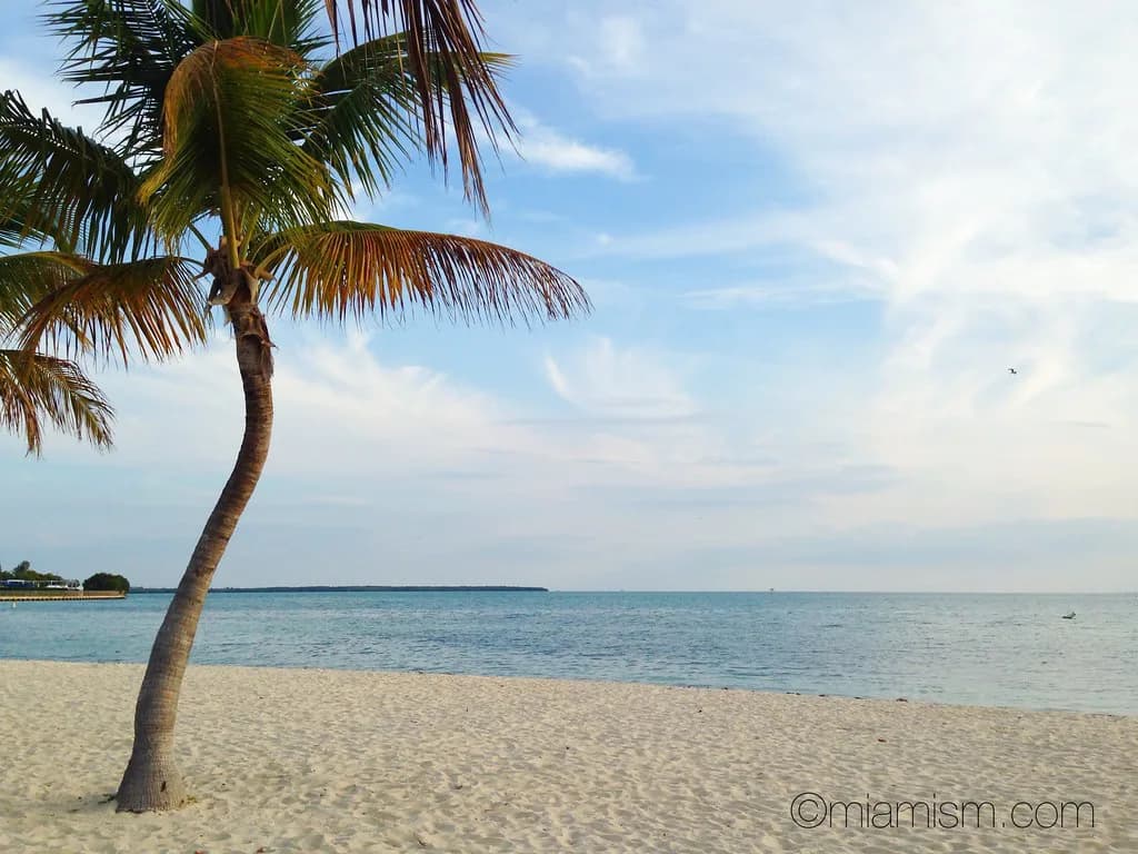 Key Biscayne Snorkeling: Where to Go for Bay and Reef Trips