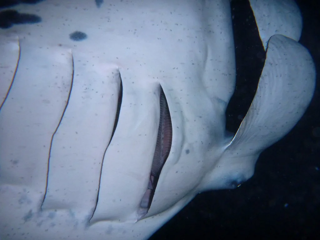 Manta Ray Night Snorkel Kona: Which Big Island Tour to Book