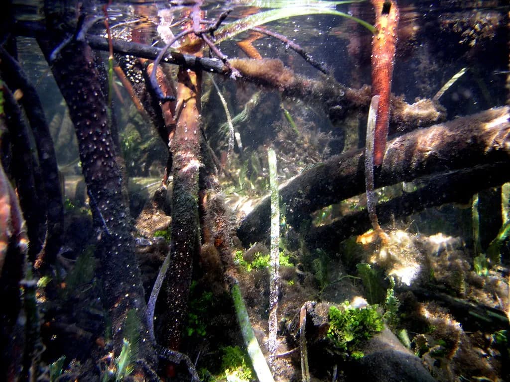 La Parguera Snorkeling: Reef Boats, Mangrove Cays and the Wall