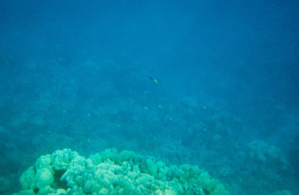 La Perouse Bay Snorkeling: Maui Lava Entry and Reef Hazards