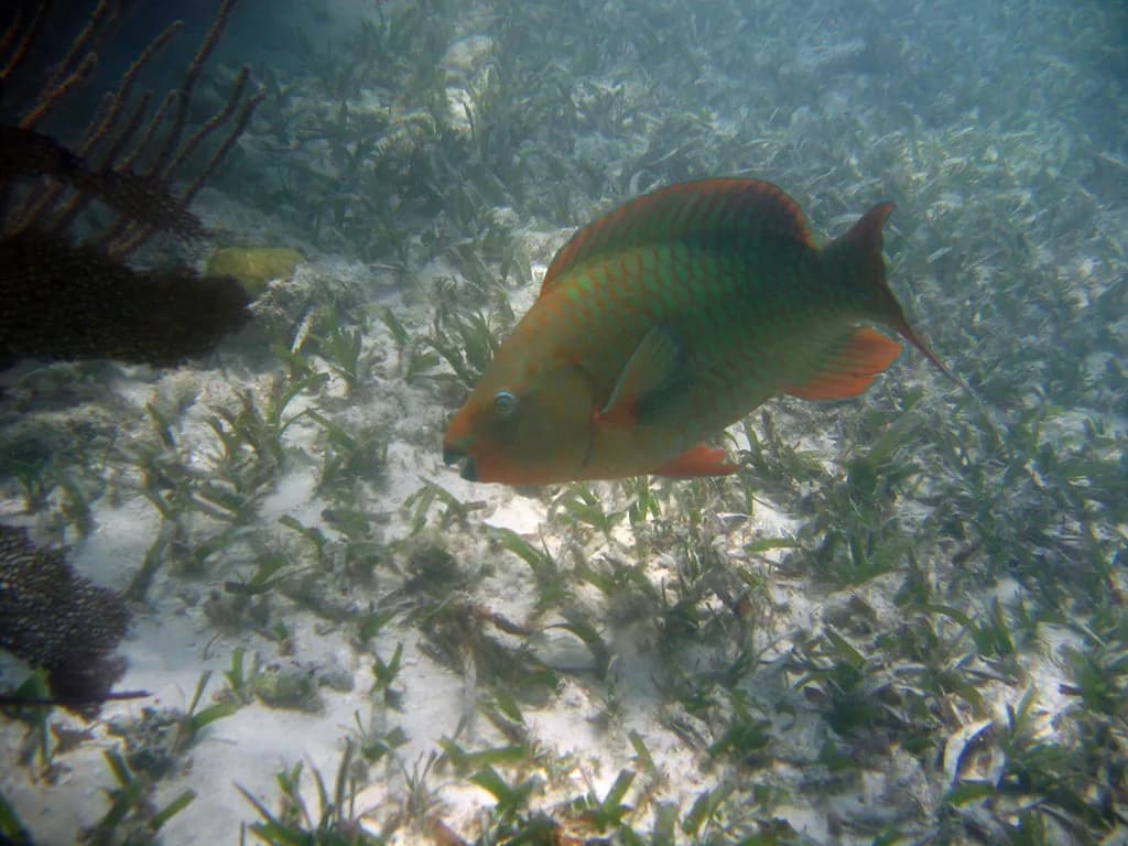 Molasses Reef Snorkeling: Key Largo's Boat-Access Reef Guide