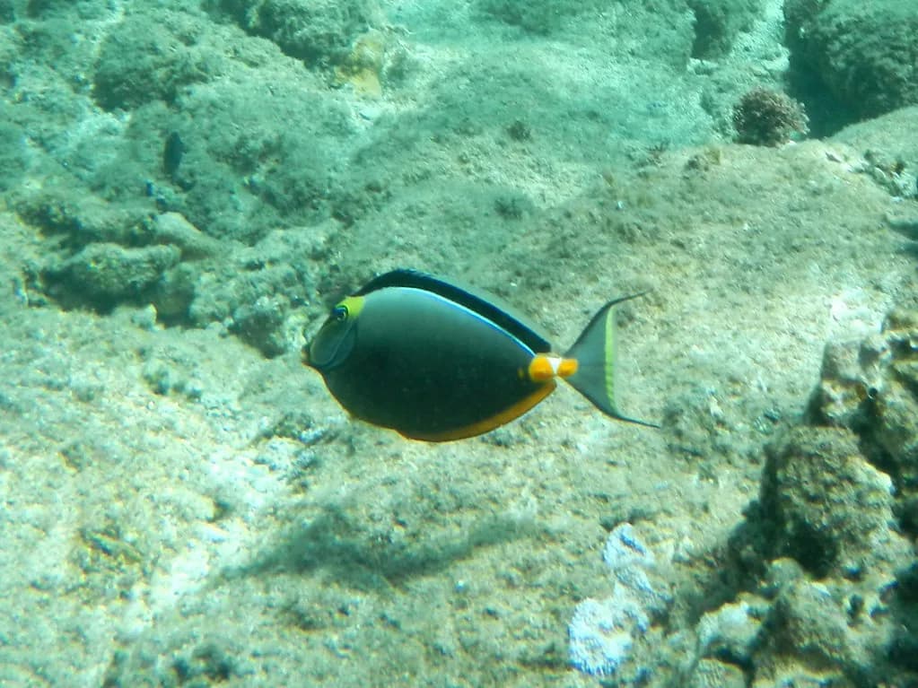 Napili Bay Snorkeling: Maui Guide to Entry, Turtles & Timing