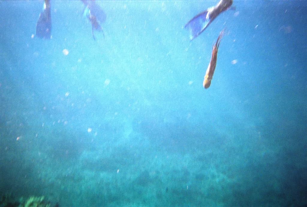 Night Snorkeling on Maui: What to Expect and How to Book