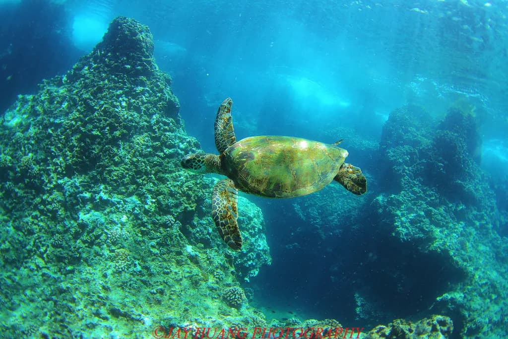 Night Snorkeling on Oahu: A Guided Reef Swim After Dark