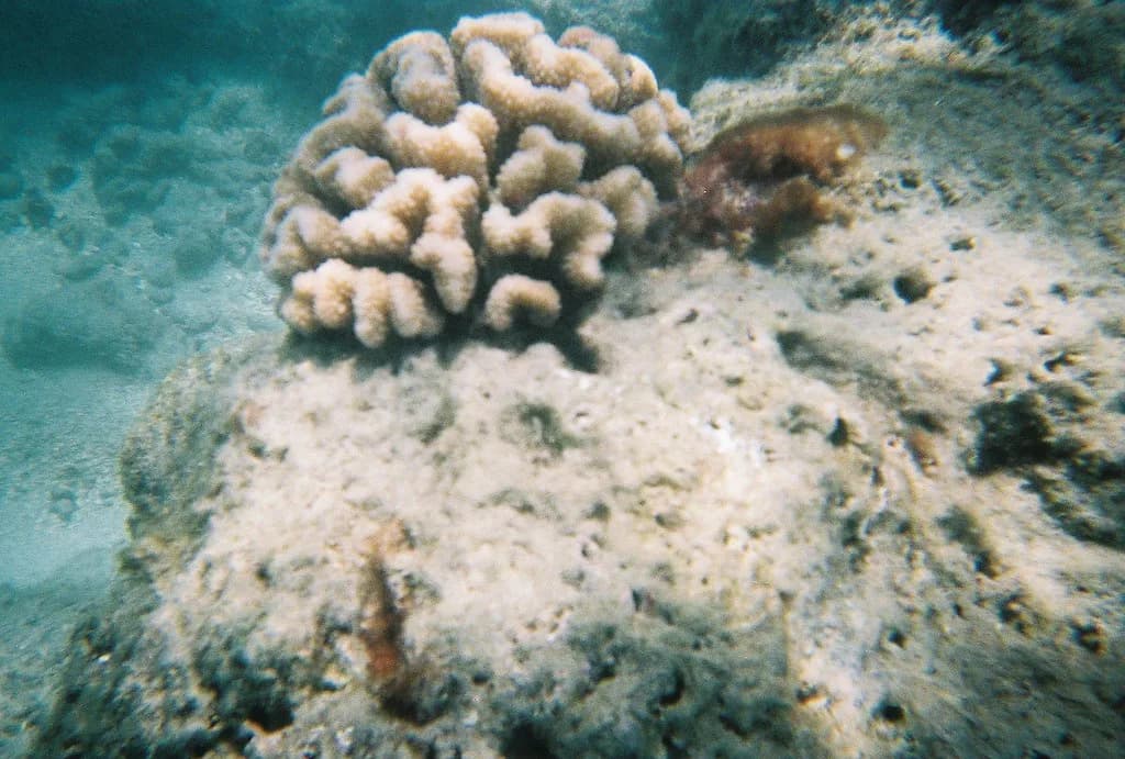 Oahu Snorkel Report: Choosing the Best Day to Go