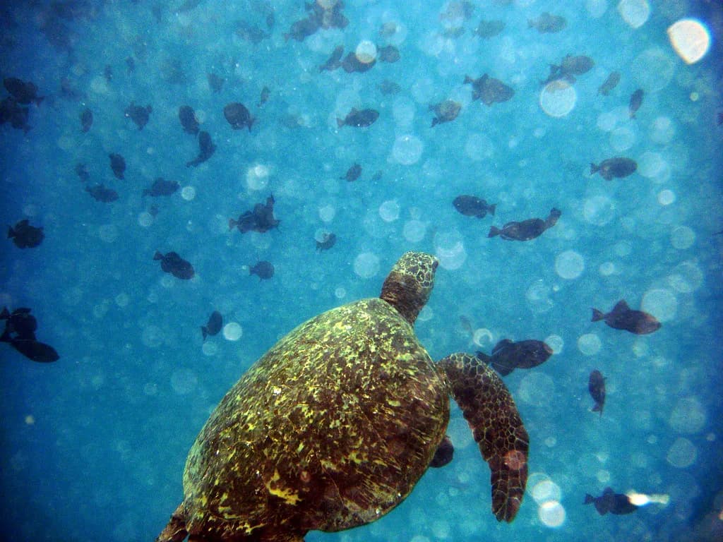 Oahu Snorkeling With Turtles: Where to Go and How It Works