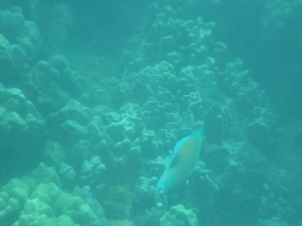 Olowalu Snorkeling Guide: Maui Reef Tips and What to Expect