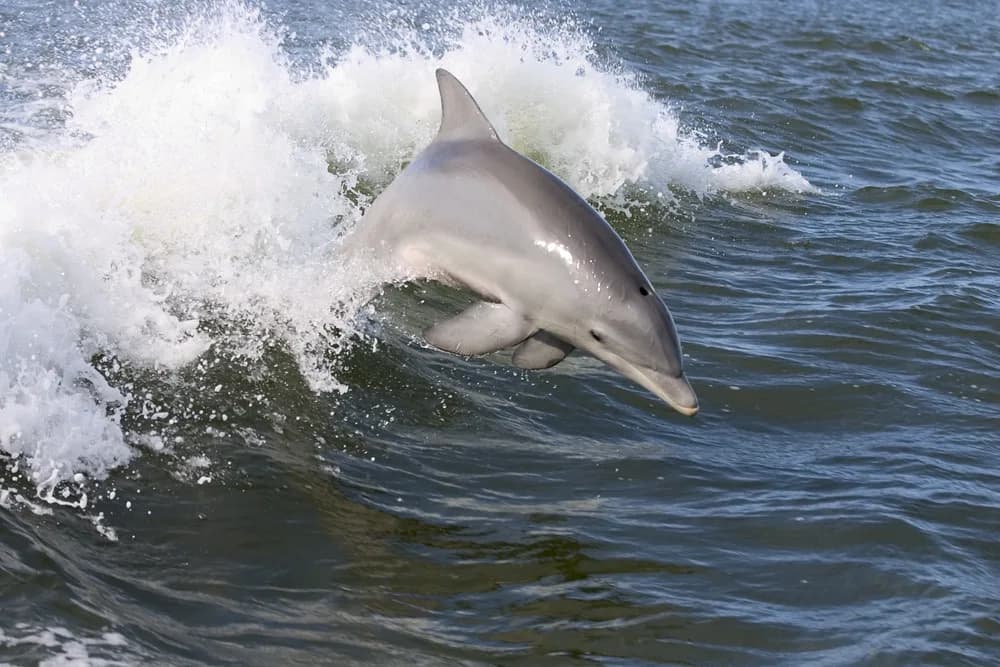 Orange Beach Snorkeling: Which Pensacola Spots to Choose